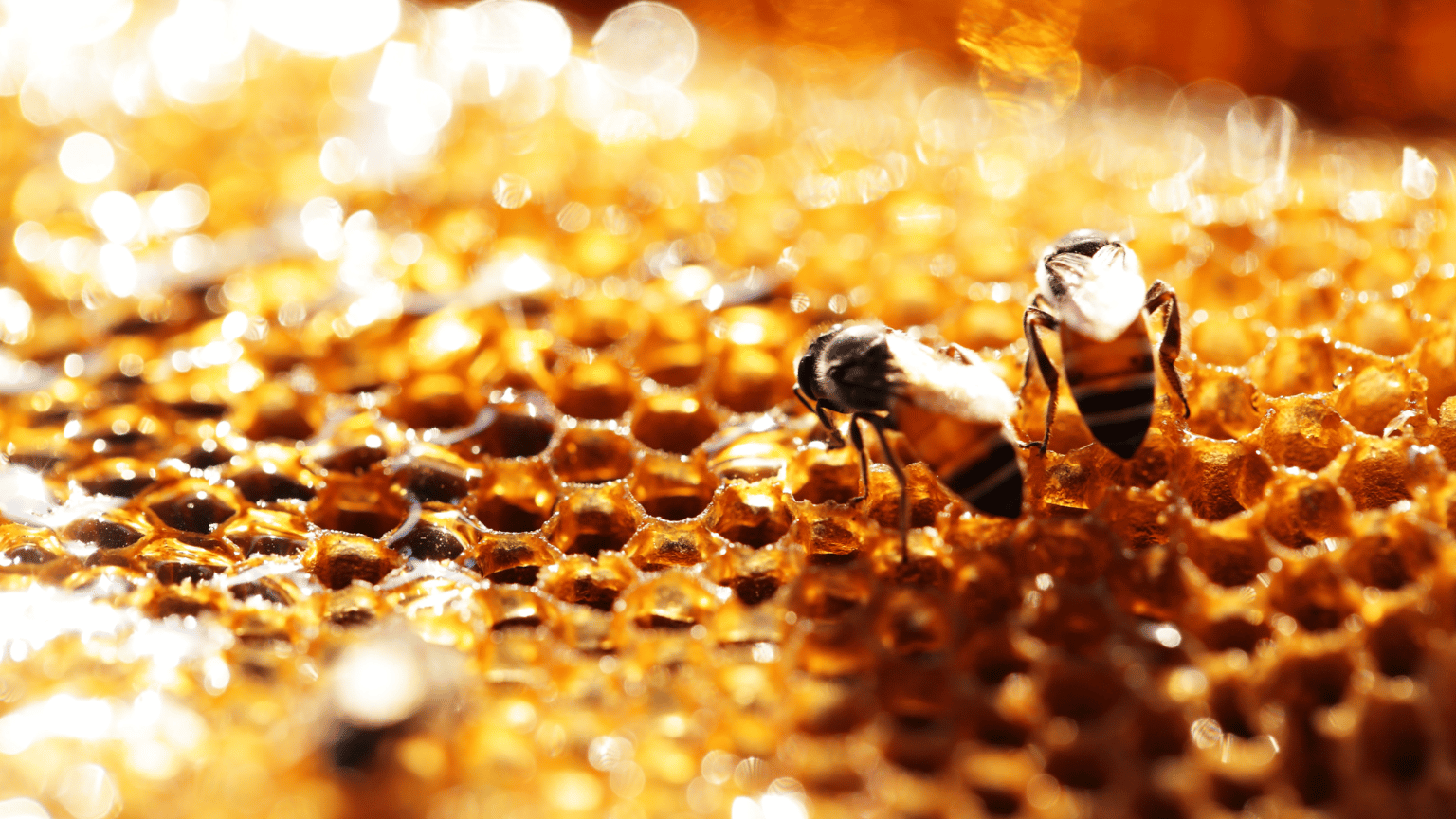 Home bee propolis